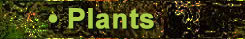 Plant Images
